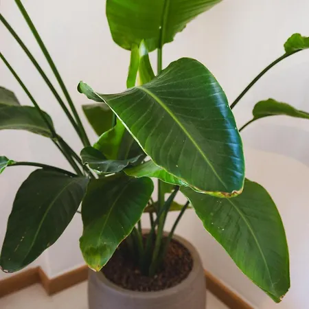 Front Flat With Ocean View *